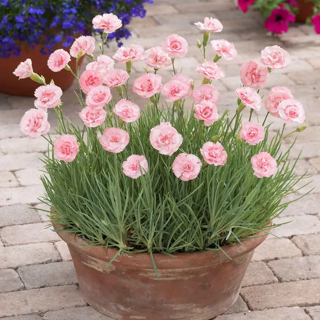 Bakker Doris œillet mignardise rose 3 pots 9cm parfumé