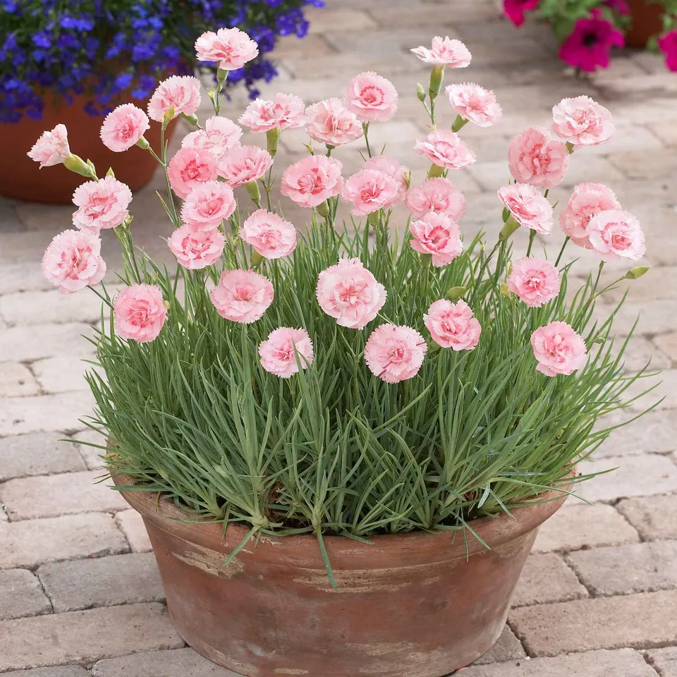 Bakker Doris œillet mignardise rose 3 pots 9cm parfumé
