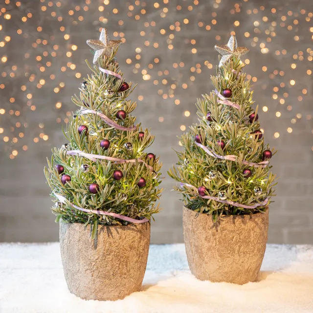 Bakker Christmas Tree lavande de Noël pot 15cm