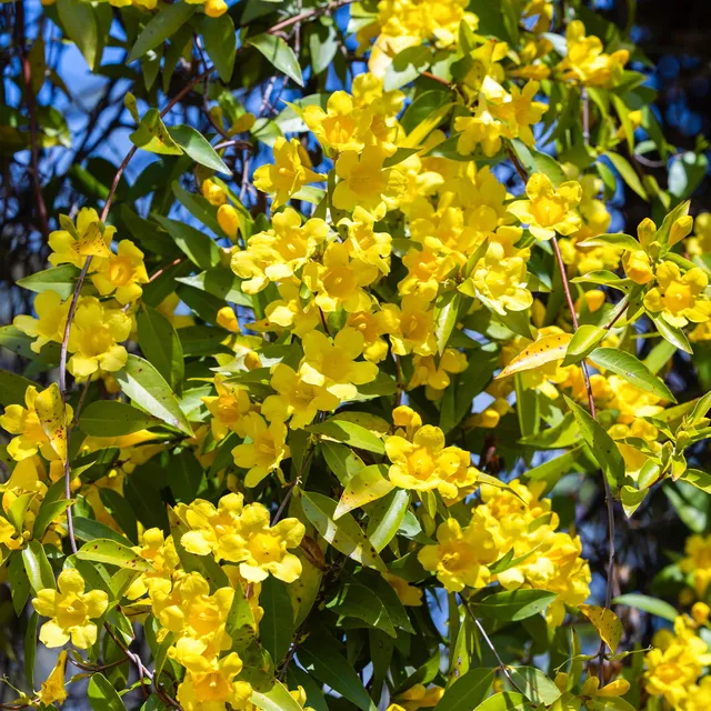 Bakker Gelsemium sempervirens jasmin jaune pot Ø9 cm