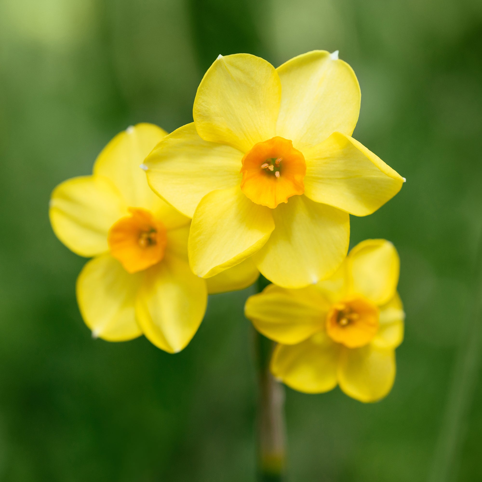 Bakker Bulbes printemps jaune orange sachet 24 floraison