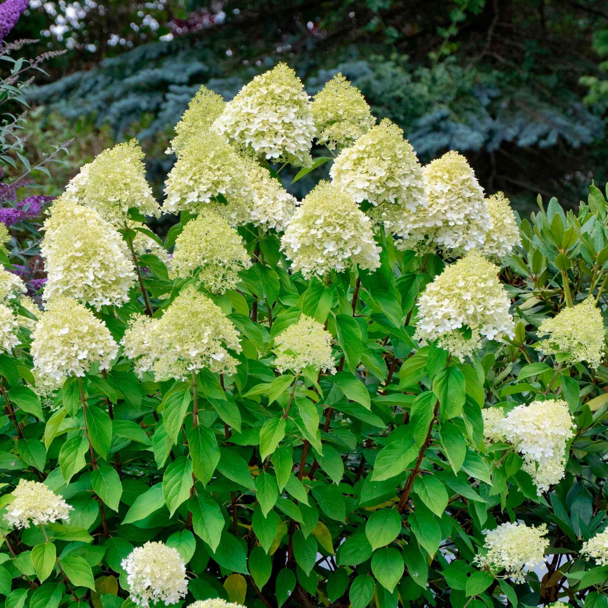 Bakker Hortensia paniculé Silver Dollar arbuste lot 2 pots 3L