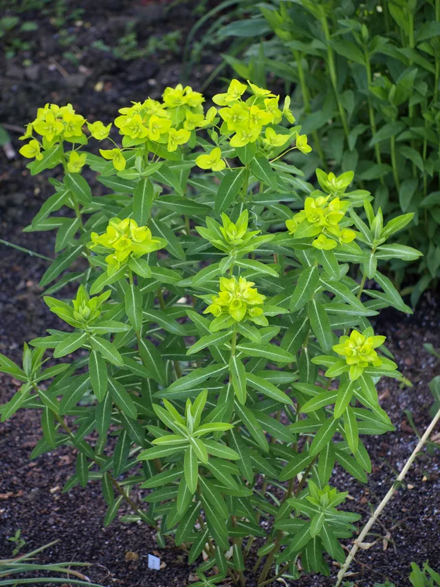 Passion Vivaces Euphorbia wallichii euphorbe bractées jaunes 1L