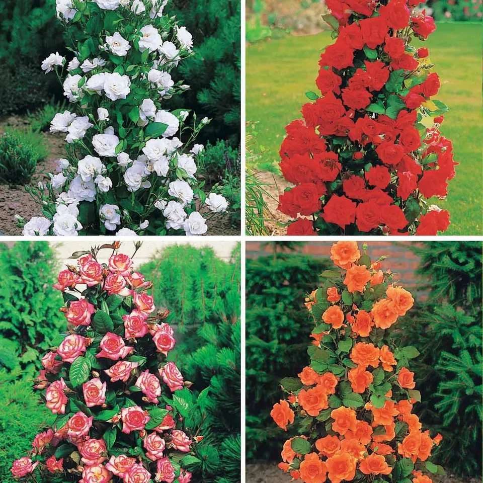Bakker Collection 4 Rosiers arbustes rosier racines nues
