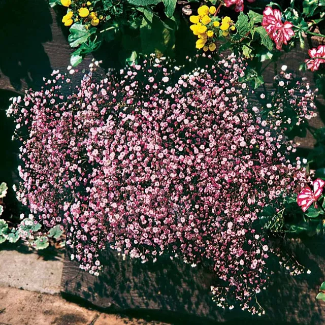 Bakker Gypsophile rose vivace lot 3 racines nues