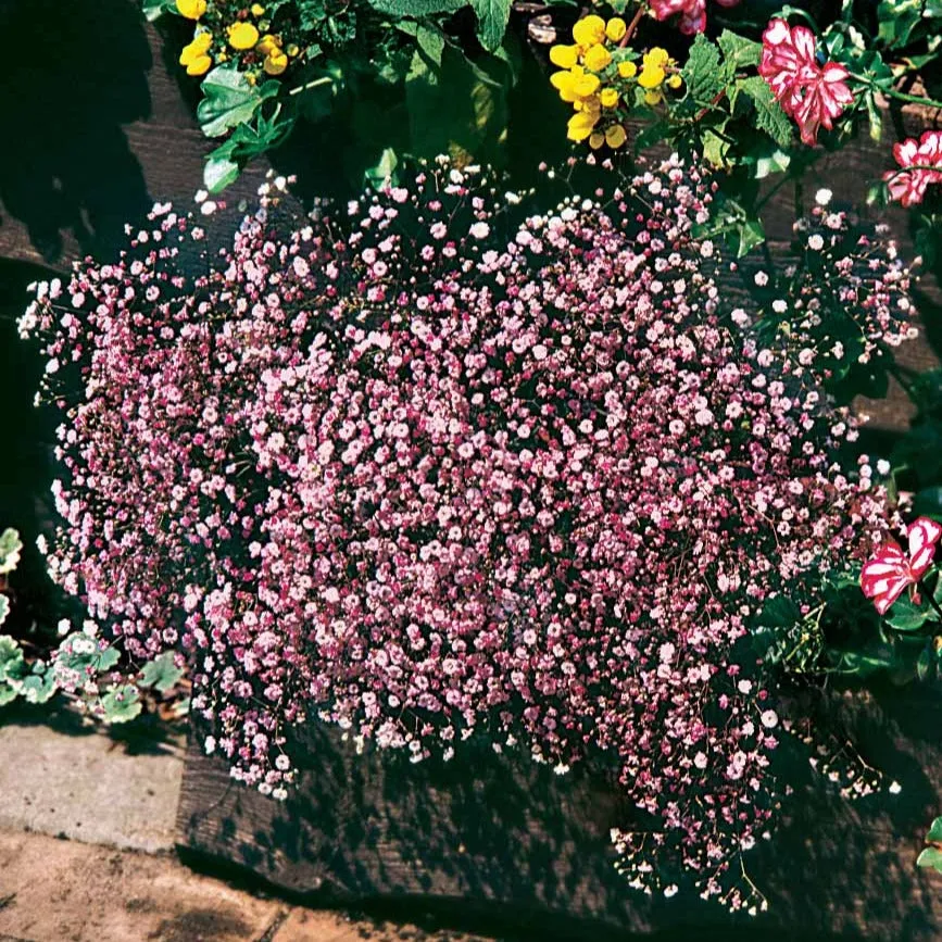 Bakker Gypsophile rose vivace lot 3 racines nues