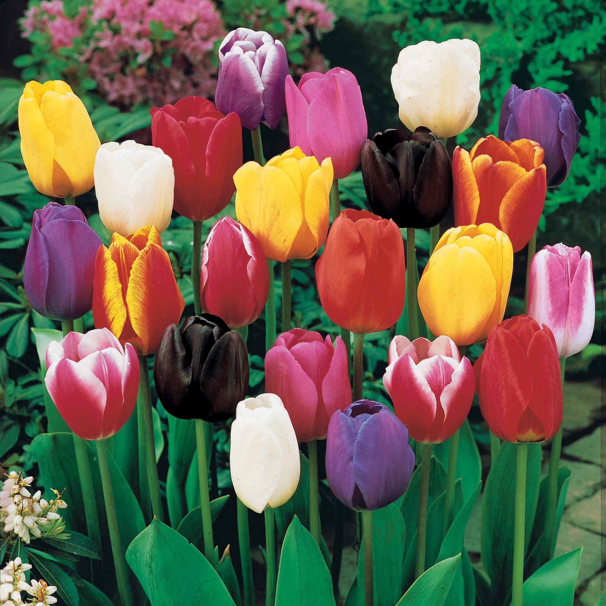 Bakker Bulbes à fleurs Tulipes longues tiges mélange 25 bulbes