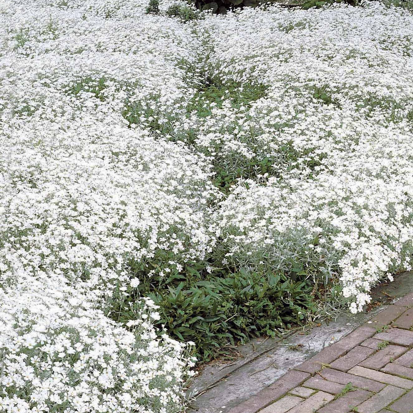 Bakker Terrasses Collection 9 vivaces fleurs blanches racines nues