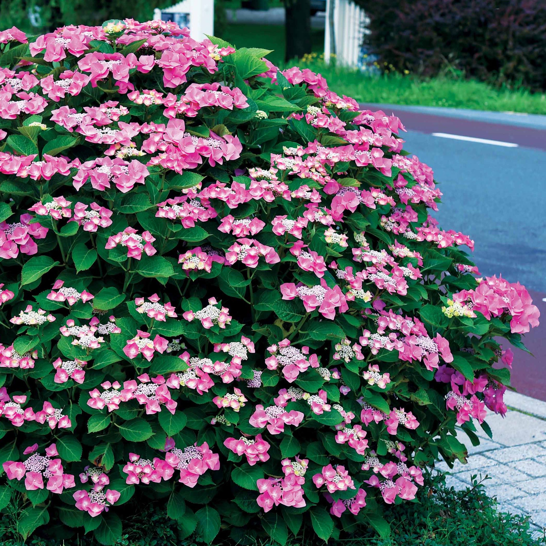 Bakker Hortensia Selina arbuste pot 13 cm bleu rose 15-20 cm