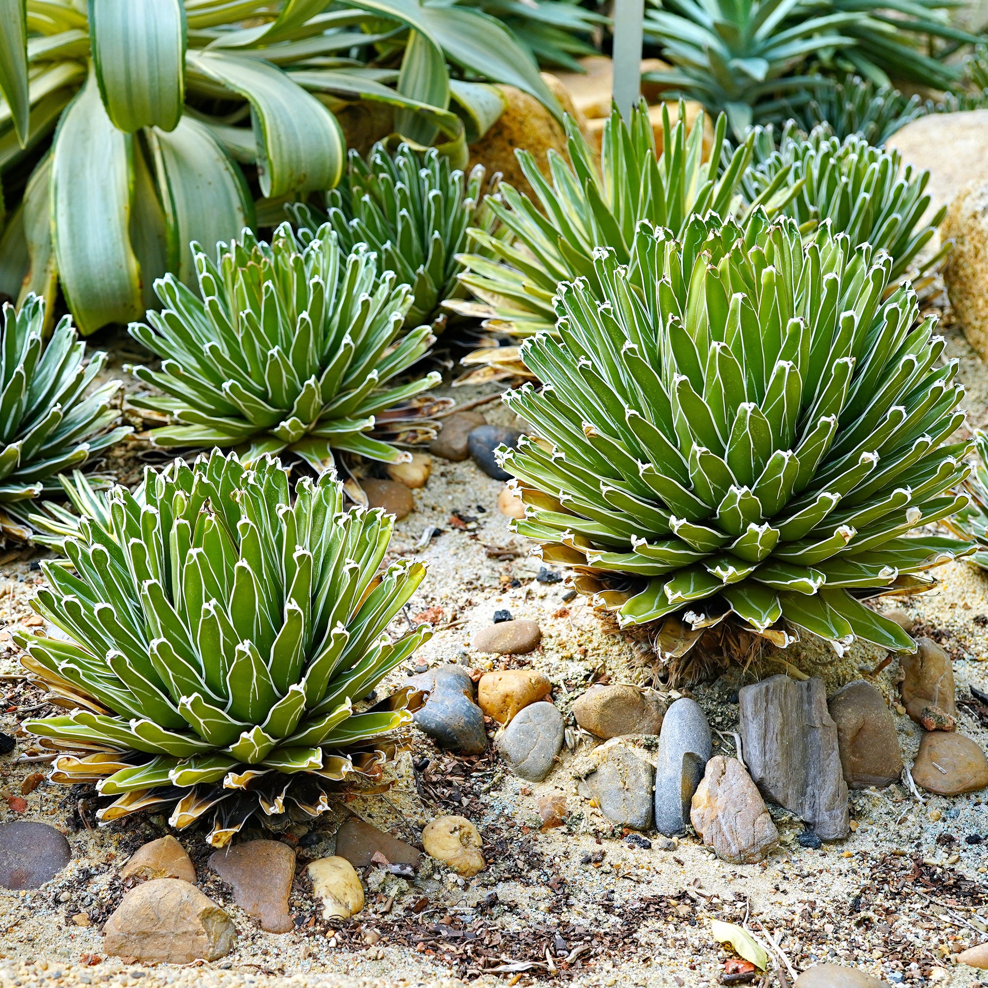 Bakker Agave Reine Victoria plante succulente pot Ø 11cm rocaille