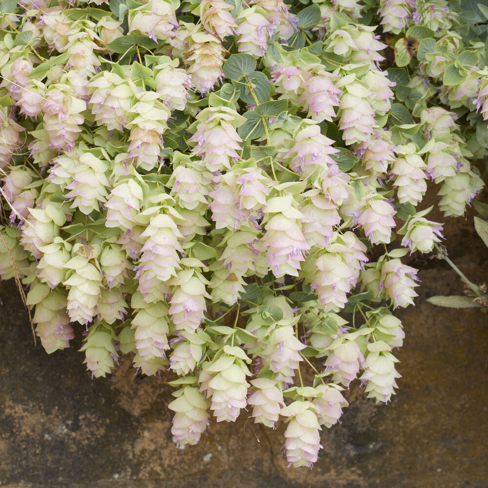 Bakker Kent Beauty origan ornemental pot Ø 9cm rose