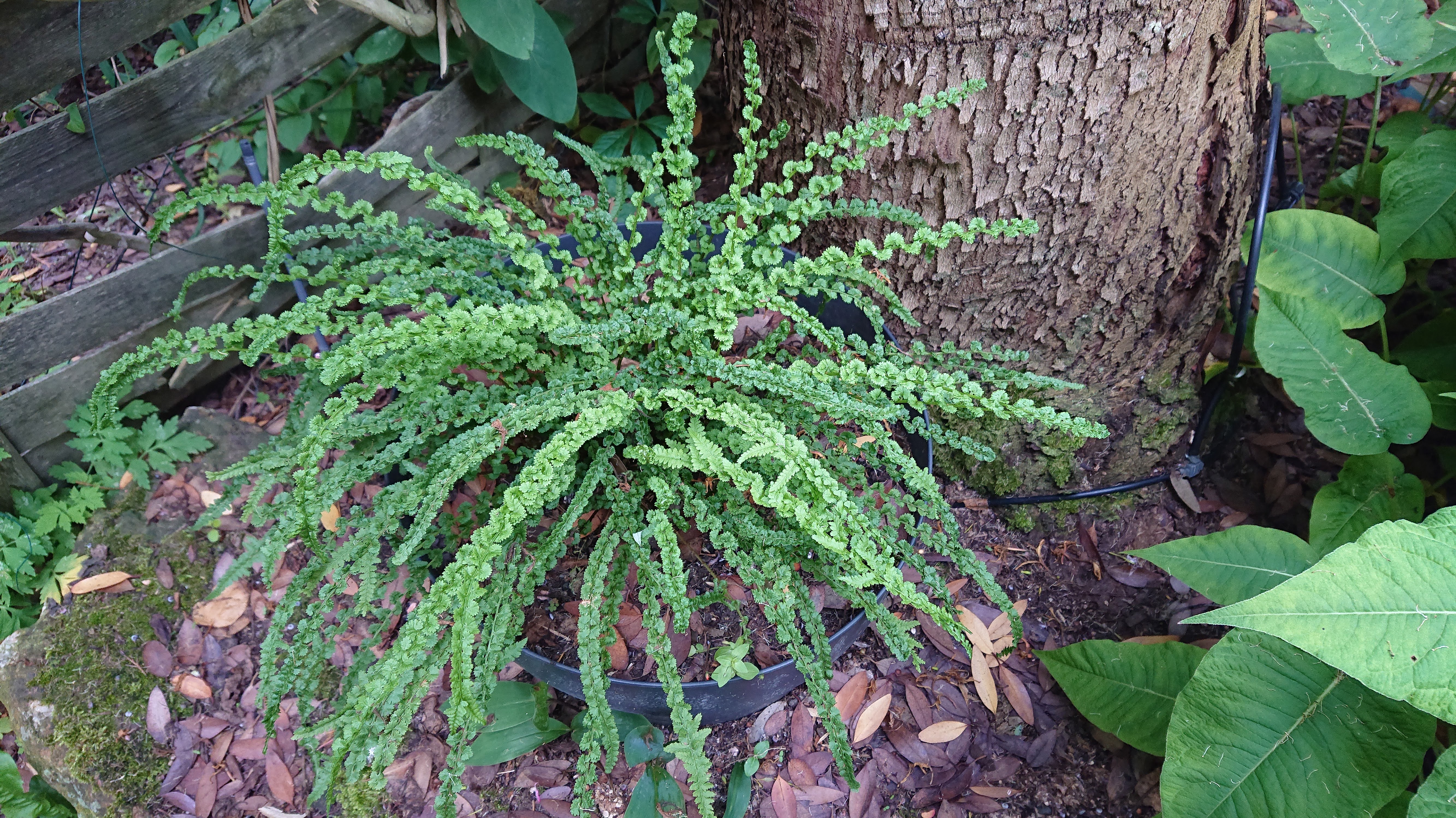 Passion Vivaces Athyrium Frizelliae fougère pot 1L naine