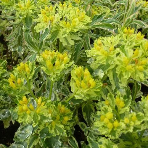Bakker Euphorbe polychrome Variegata vivace pot 9cm jaune