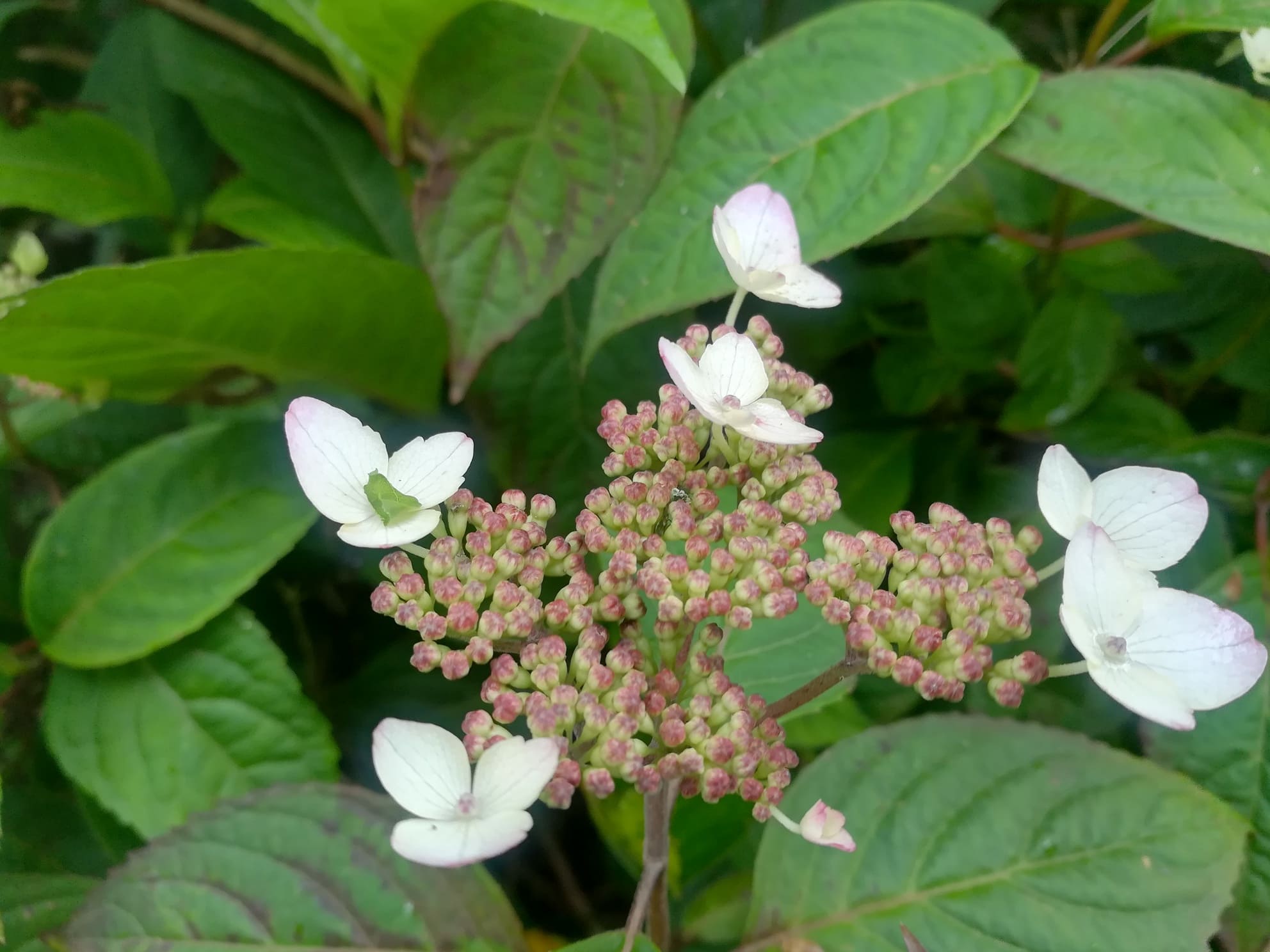 Les Hortensias du Haut Bois Hydrangea serrata Beni yama hortensia rose