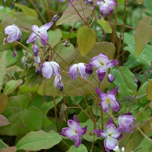 Bakker Fleur des elfes Merlin Epimedium pot Ø9cm violet