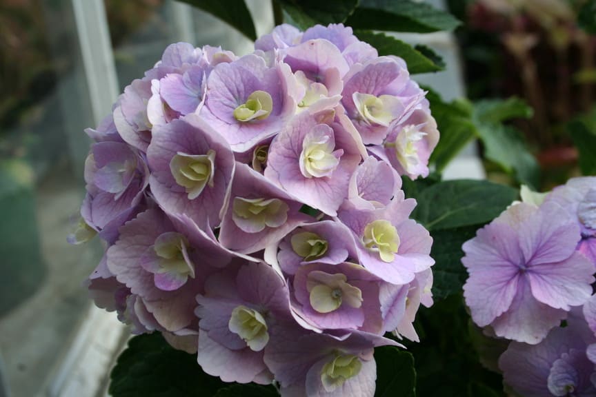 Les Hortensias du Haut Bois Amethyst hortensia boule violette pot 5 L