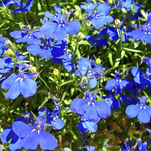 Bakker Plantes vivaces 3 Lobelias Azuro plante bleue 3 pots Ø10.5cm