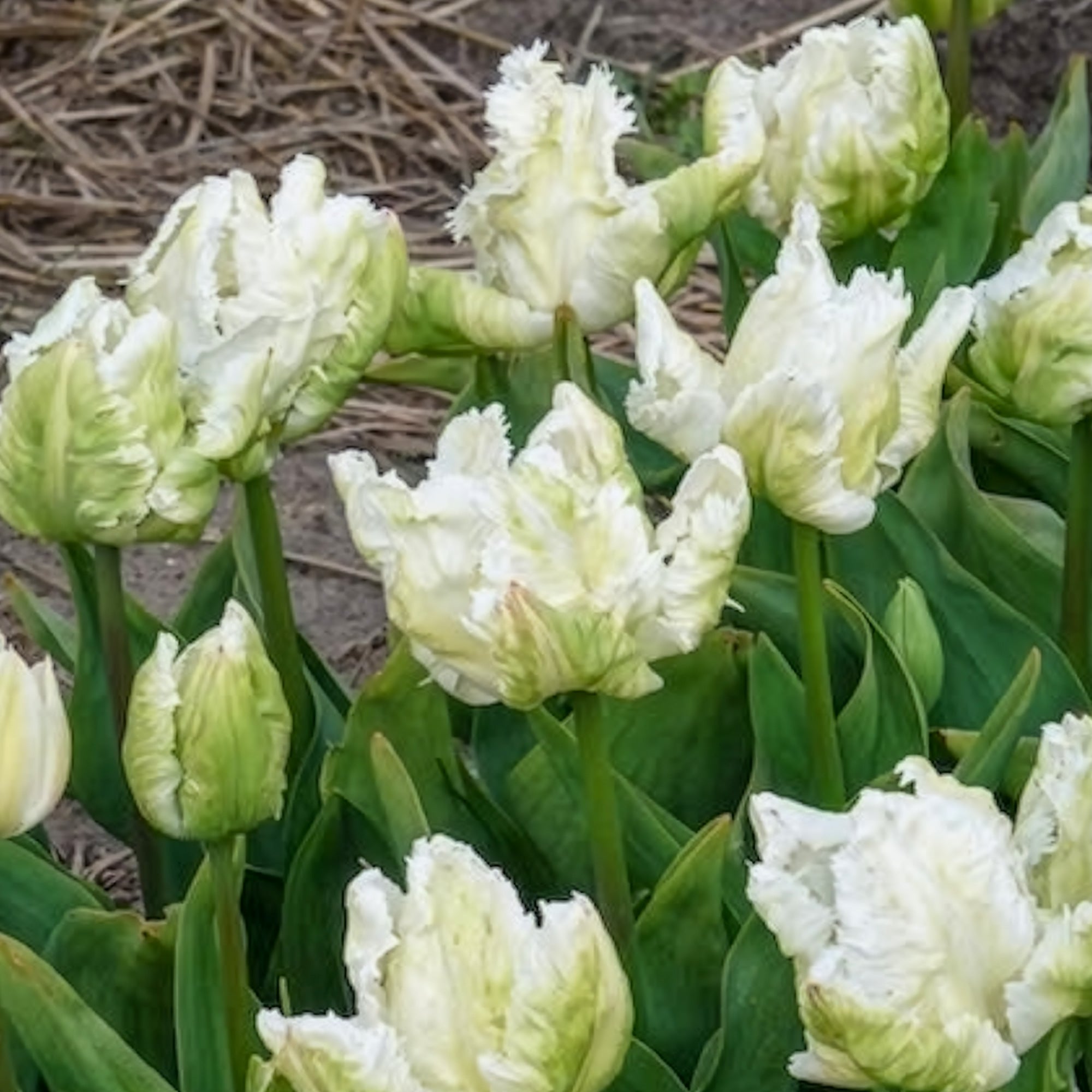 Bakker White Parrot tulipe perroquet blanche 7 bulbes 12cm