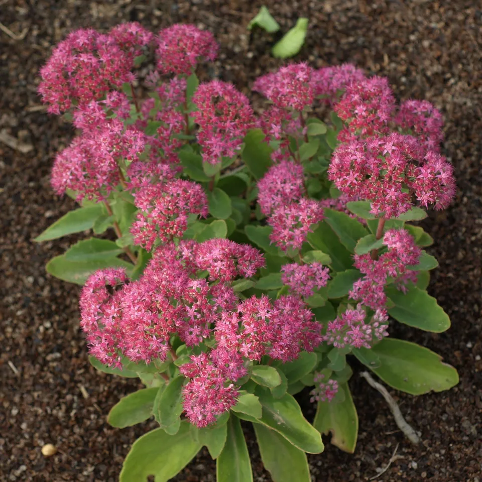 Passion Vivaces Sedum Carl orpin plante vivace pot 1L rose