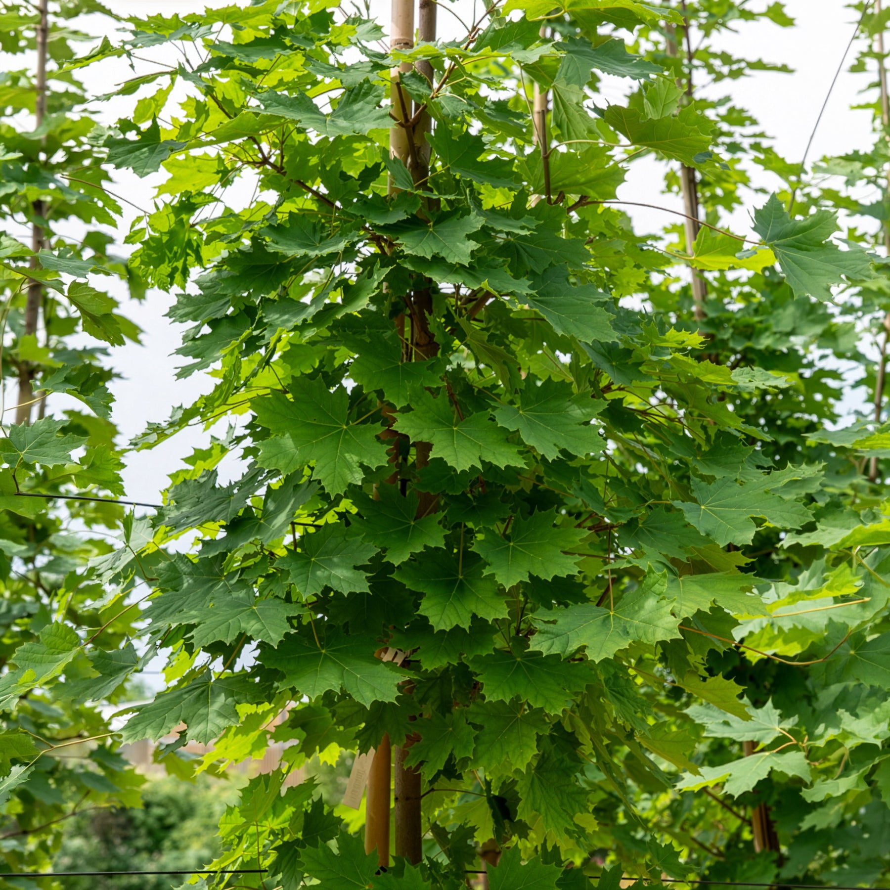 Bakker Érable plane Acer platanoides arbre pot Ø9cm 40-50cm