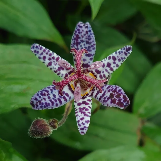 Passion Vivaces Tricyrtis hirta Miyazaki plante vivace pot 1L