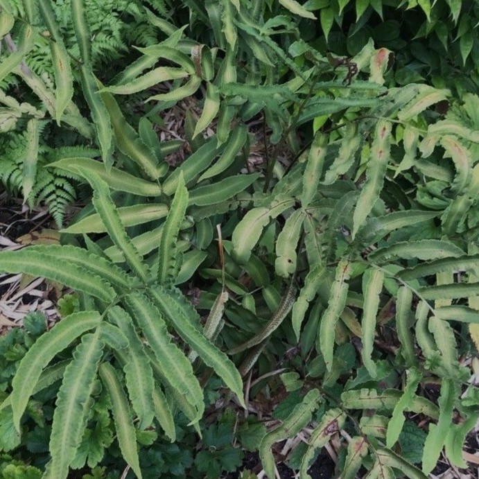 Dryopteris sieboldii fougère persistante plante de jardin
