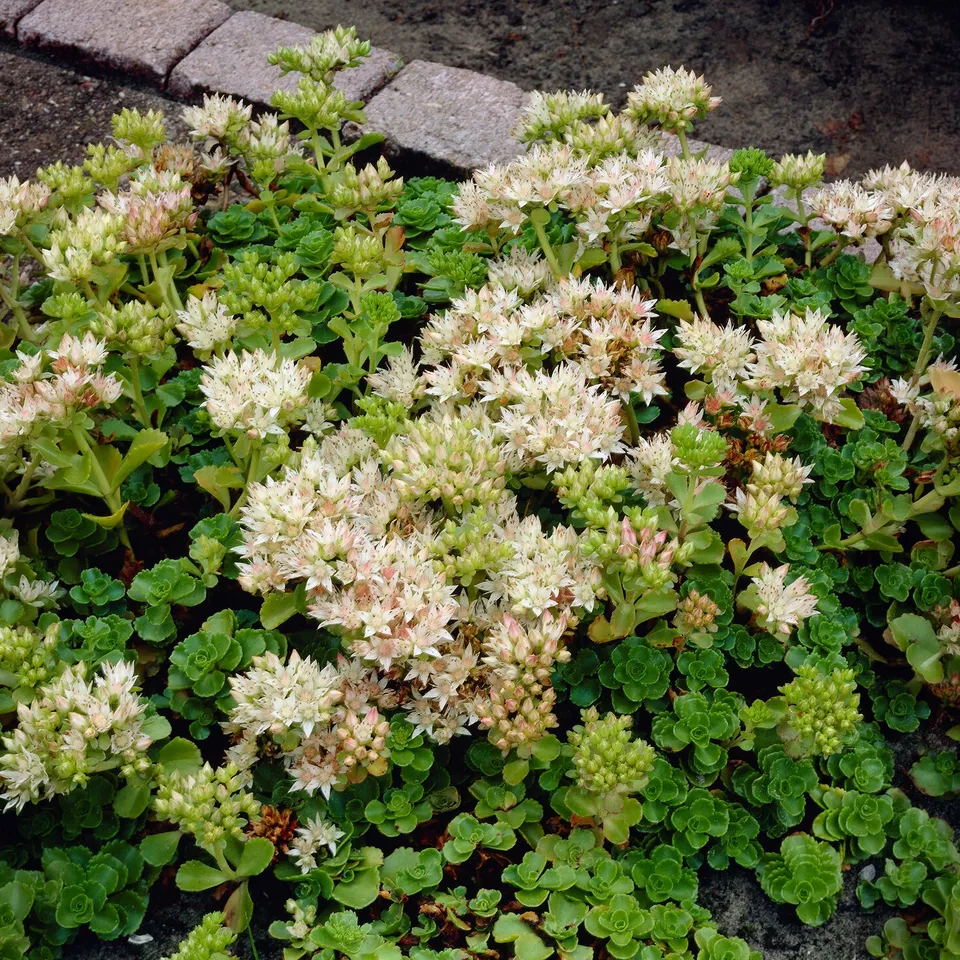 Bakker Sedum Spurium Album plante vivace pot 9cm blanc
