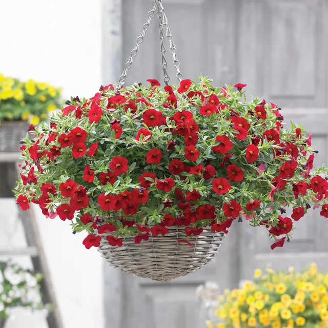 Bakker Calibrachoa mini-pétunia rouges 3 pots 10,5cm