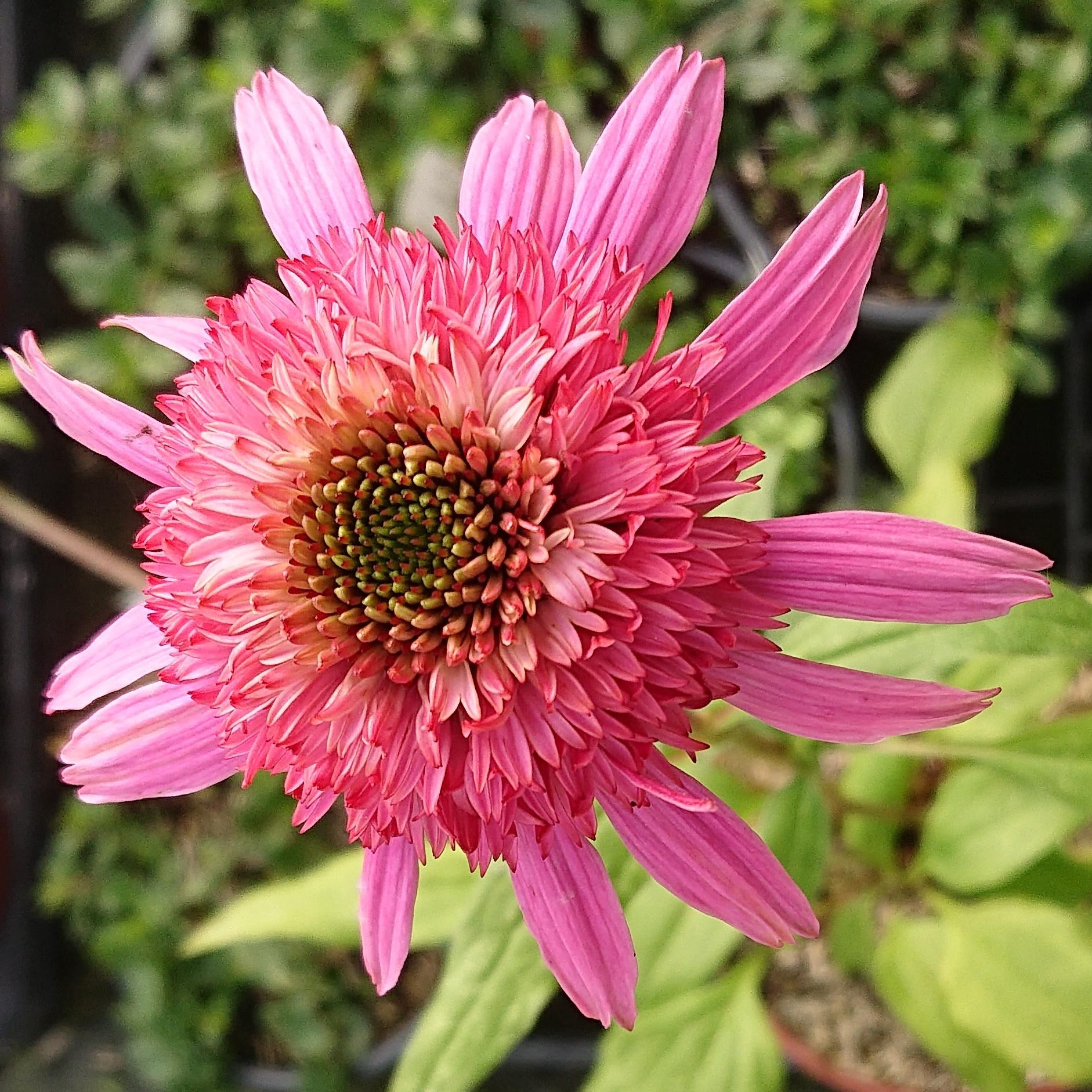 Passion Vivaces Echinacea Pink Double Delight plante fleur double