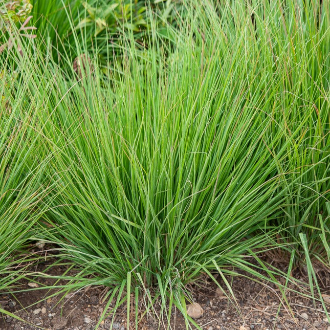 Bakker Heidebraut molinie bleue graminée pot 9 cm