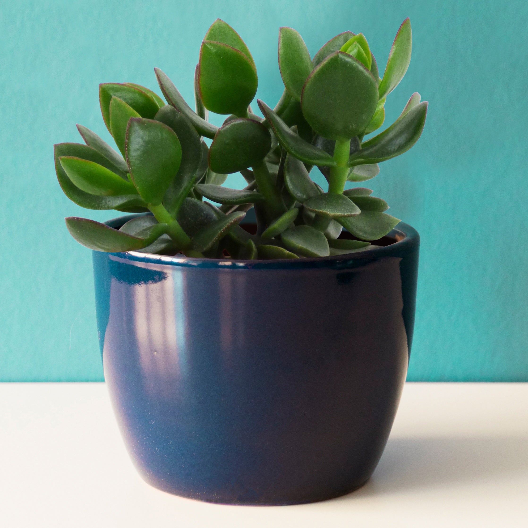 Bakker Crassula ovata argentea plante grasse pot Ø12cm