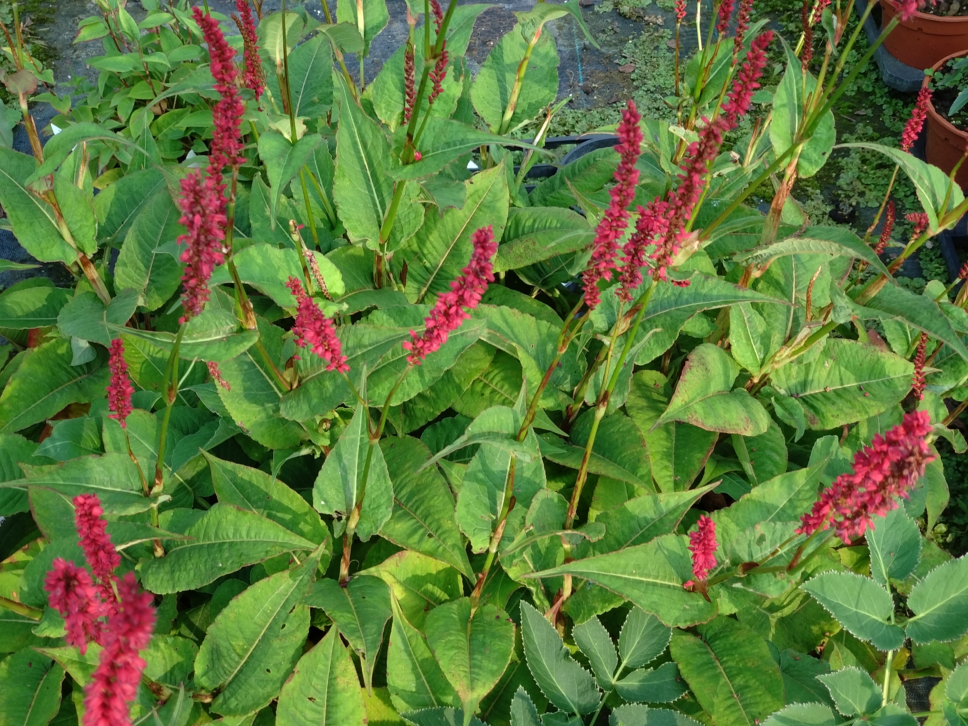 Passion Vivaces Persicaria amplexicaulis Bonfire plante vivace rouge