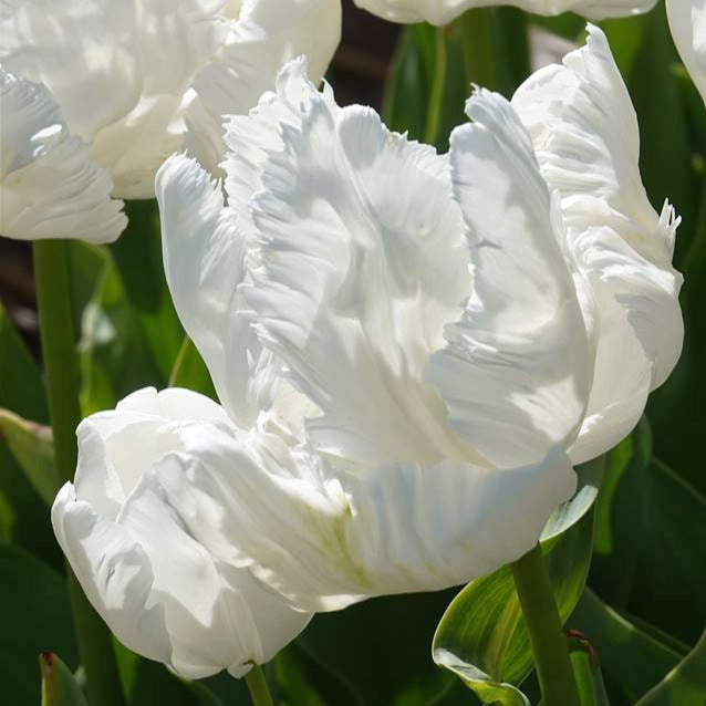 Bakker White Parrot tulipe perroquet blanche 7 bulbes 12cm
