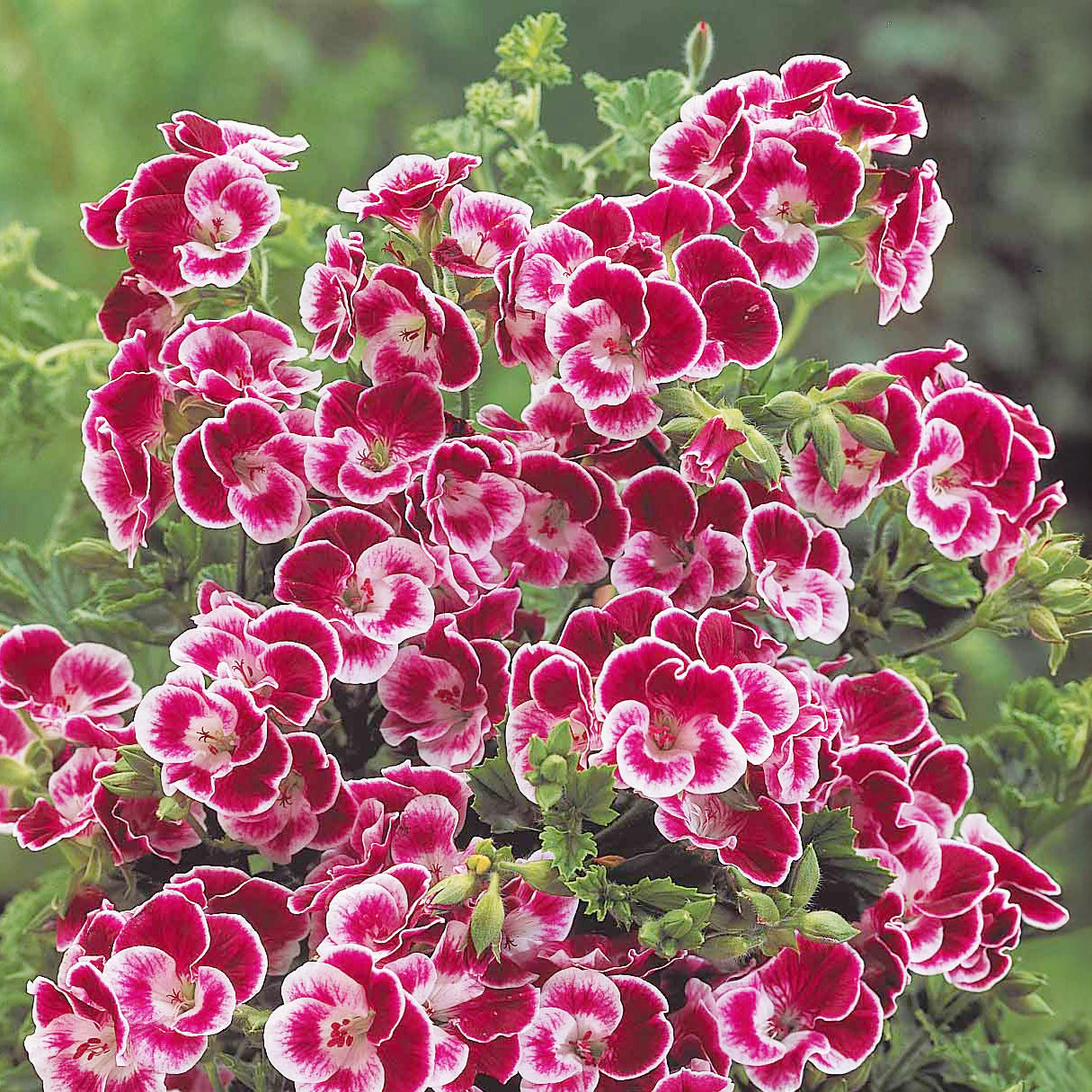 Bakker Pansy géranium parfumé 3 pots Ø10,5cm rose