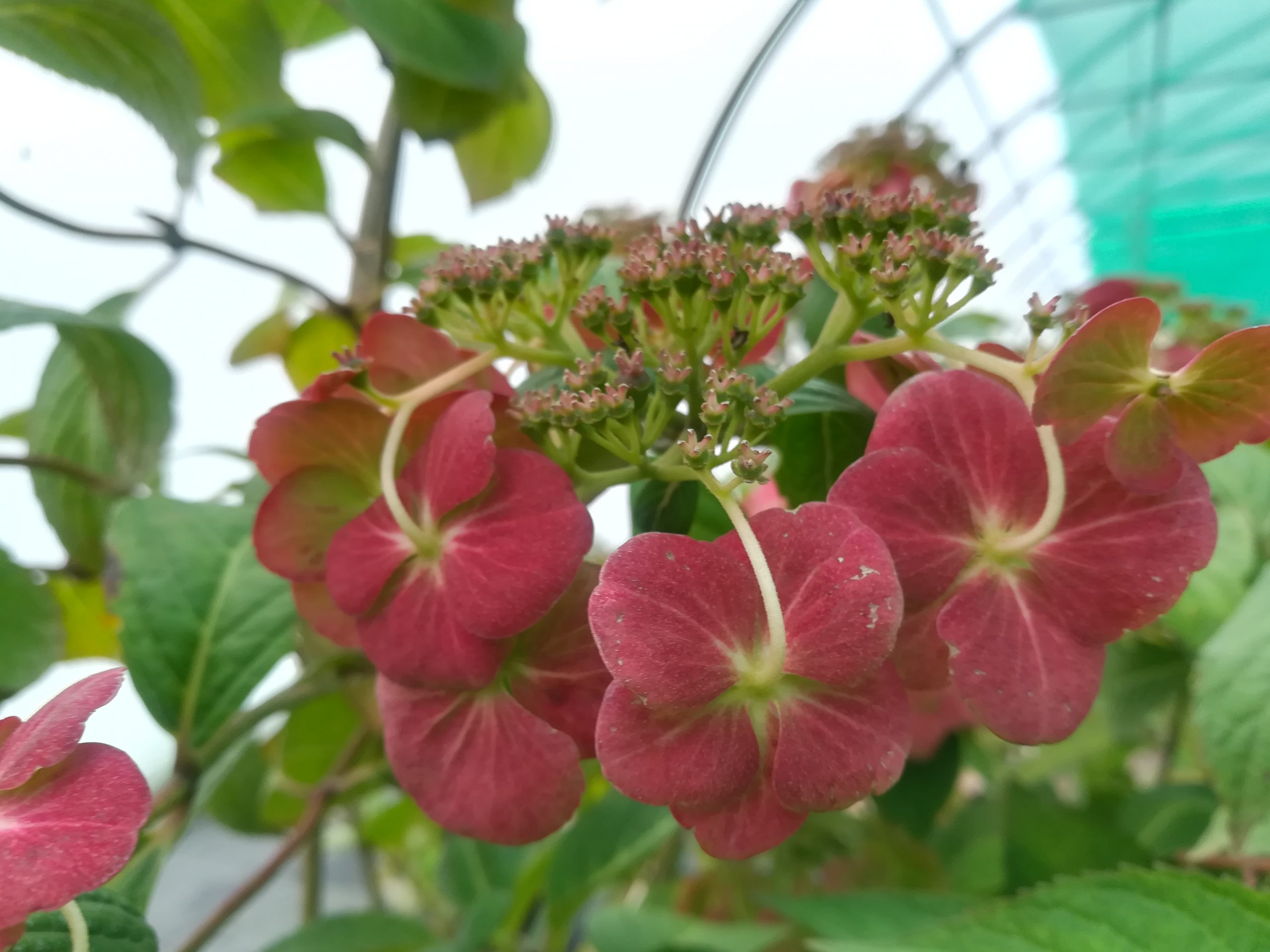 Les Hortensias du Haut Bois Hydrangea macrophylla Sandra hortensia godet