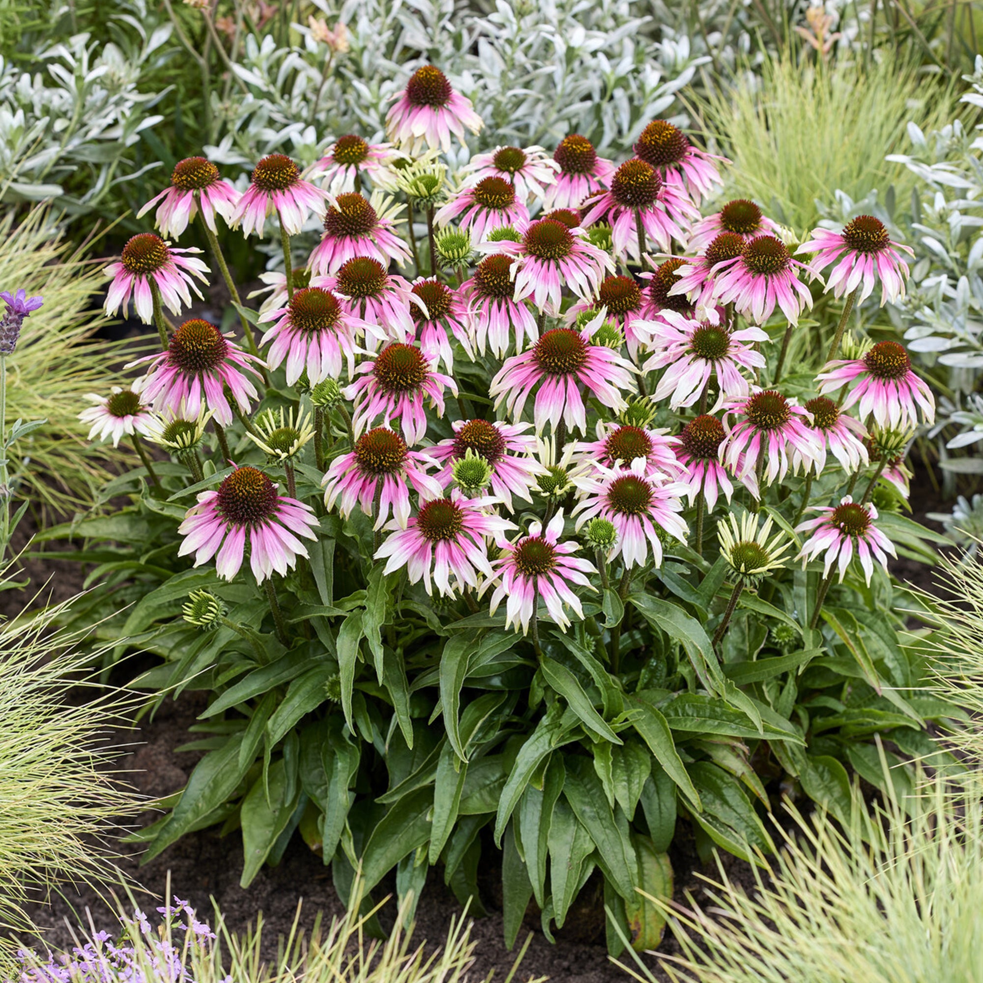 Bakker Special White Purple echinacée pot Ø9cm blanc-pourpre