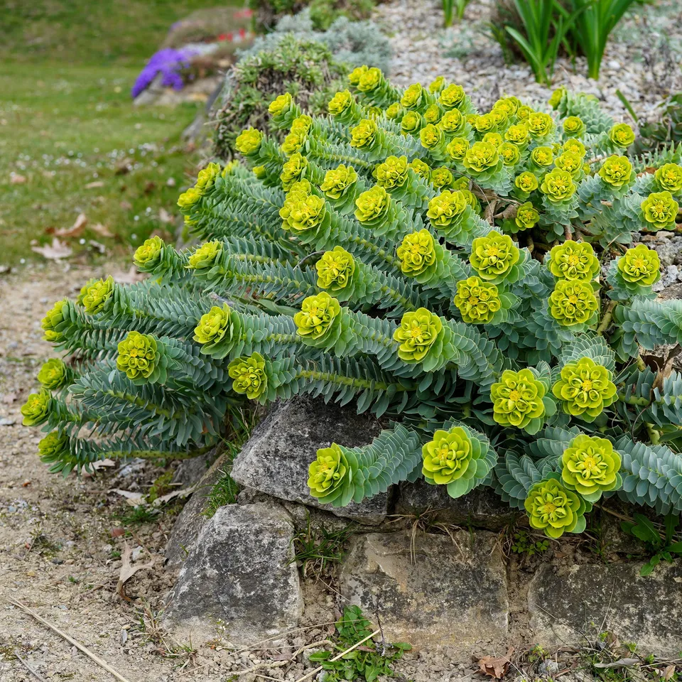 Bakker Euphorbe de Corse vivace pot feuillage persistant soleil