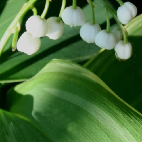 Bakker Hofheim muguet blanc parfumé pot 9cm ombre
