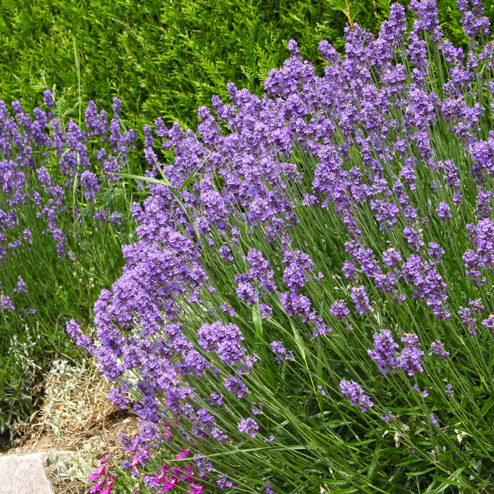Bakker Lavande de Grasse Grosso lavande pot 8cm violet