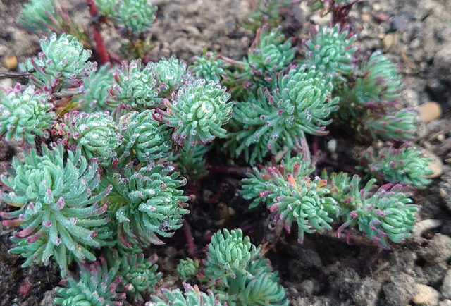 Passion Vivaces Sedum forsterianum orpin godet fleurs jaunes