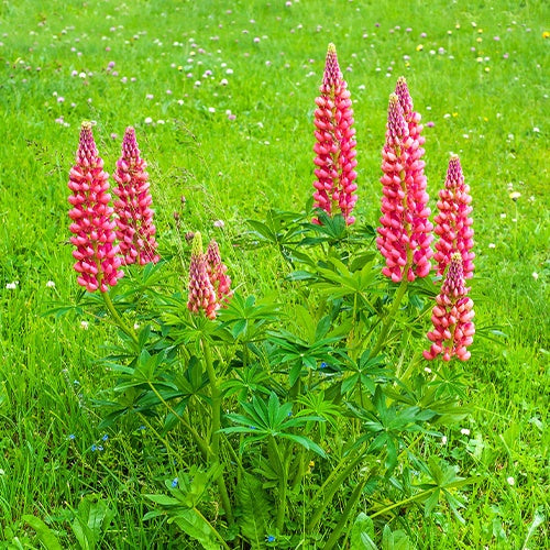 Bakker Plantes vivaces Lupins rouges paquet 3 racines nues