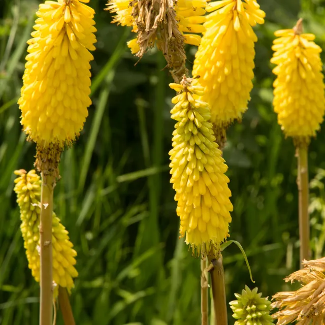 Bakker Tritoma jaune Kniphofia vivace lot 3 racines jaune pur