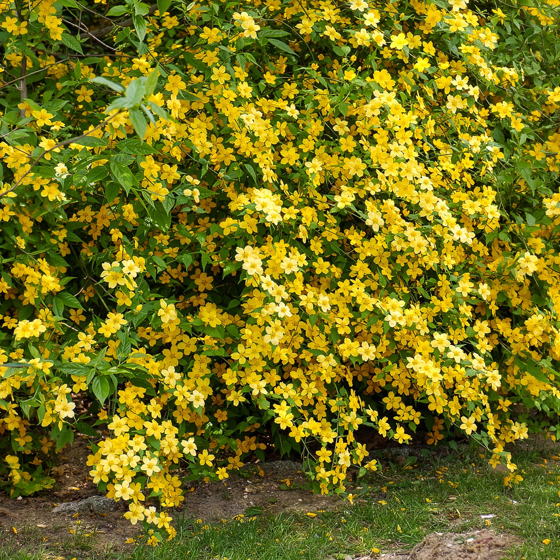 Bakker Corête Japon Golden Guinea arbuste pot 2 L fleurs jaunes