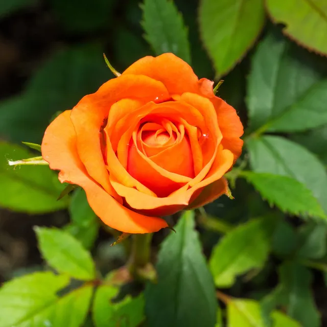Bakker Rosier buisson orange racine nue 2+ branches