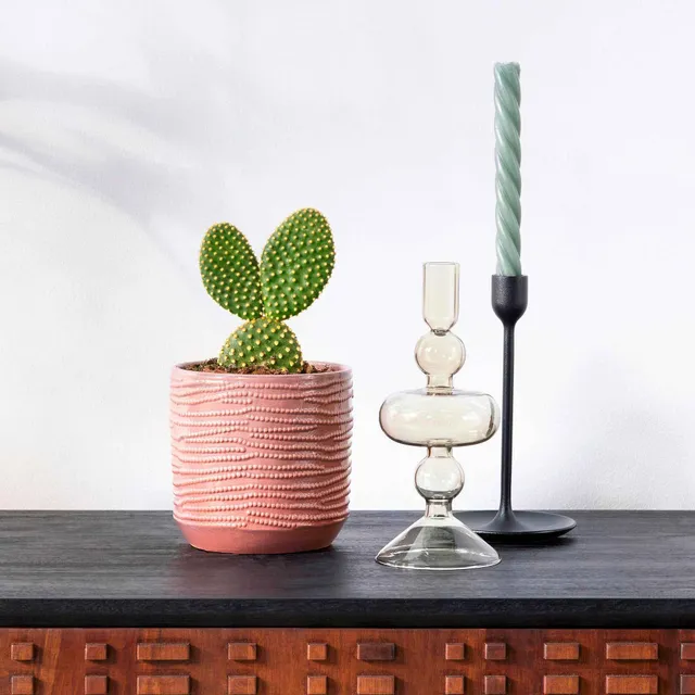 Bakker Cactus Opuntia Microdasys pot 12cm 20-25cm