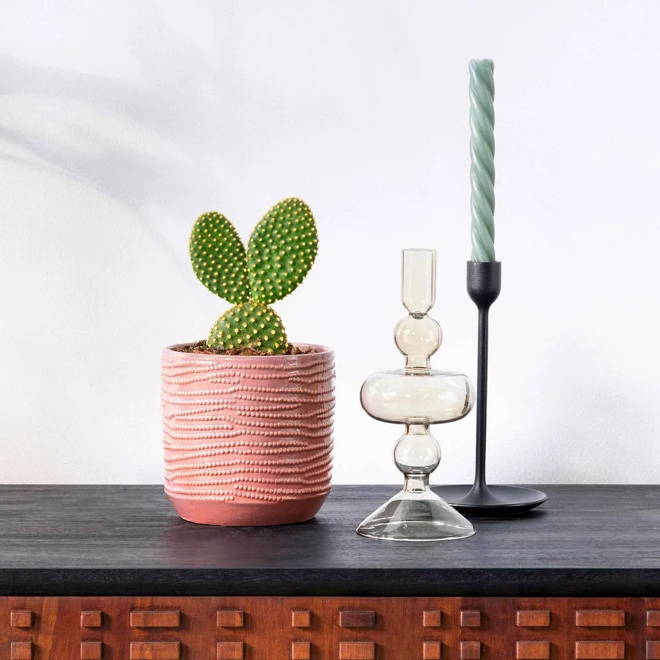 Bakker Cactus Opuntia Microdasys pot 12cm 20-25cm