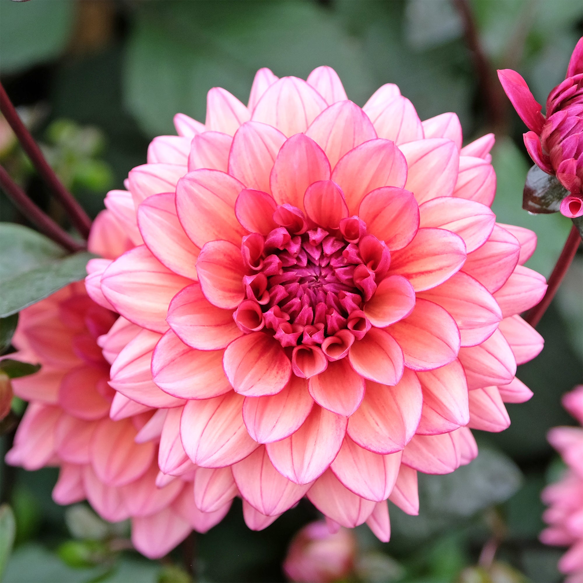 Bakker Dahlia Molly Raven bulbes sachet de 3 calibre I soleil