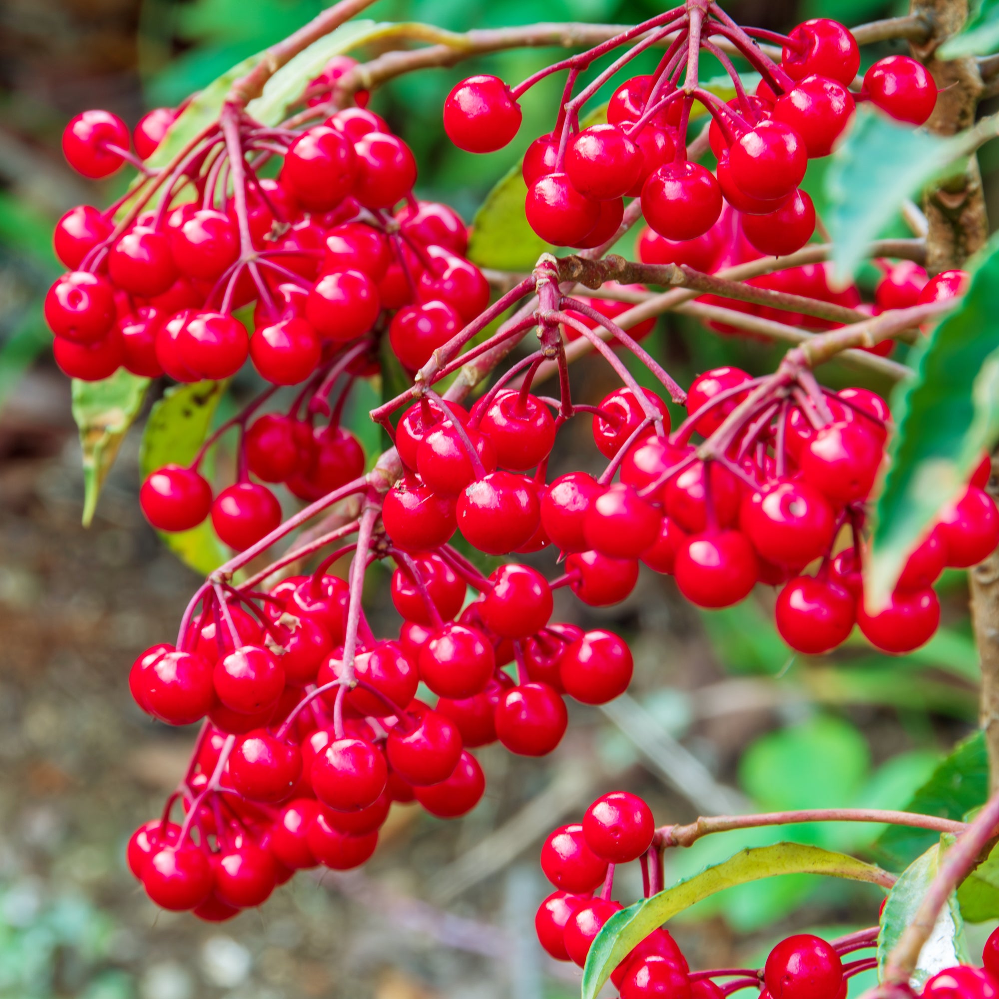 Bakker Bois de Noël Ardisia crenata plante d'intérieur pot Ø14cm baies rouges