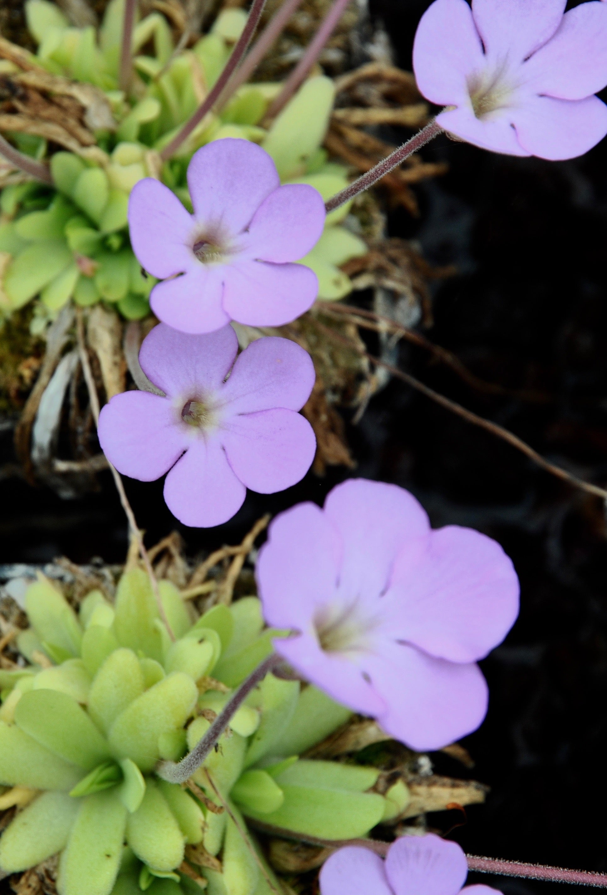 Carniflore Pinguicula moctezumae x pilosa grassette mauve