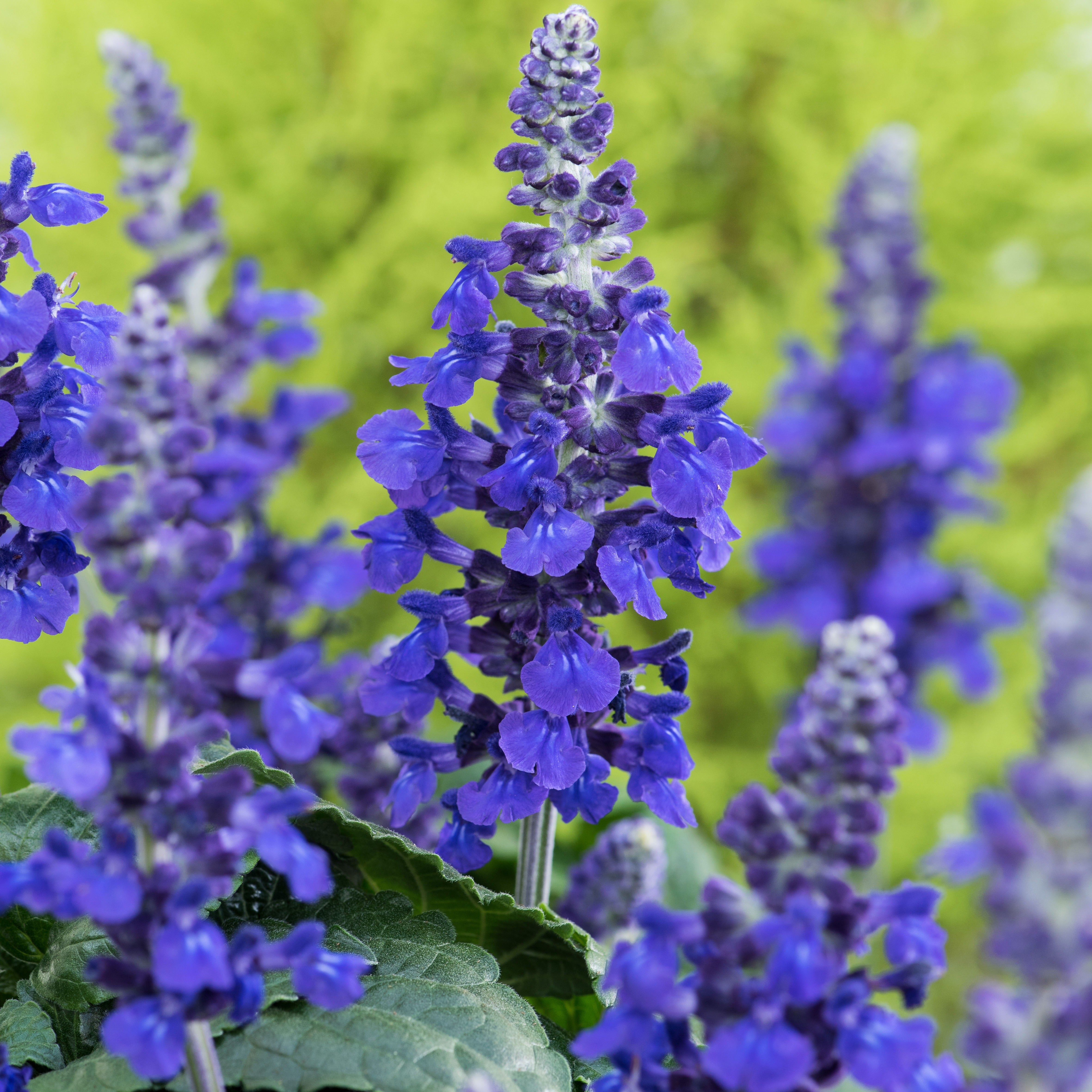 Bakker Plantes vivaces Mysty sauge violette 3 pots Ø10,5cm